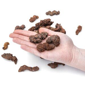 Medium Fossilized Dinosaur Coprolite Dino Poop Madagascar Turtle Fossil Dung
